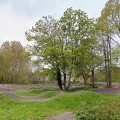 The sycamore, at the Welshmill Pump Track, is set to be felled on Thursday. Picture: Google