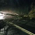 The tree fell on the A30 Hendford Hill, Yeovil, in the early hours of this morning. Picture: Somerset Council