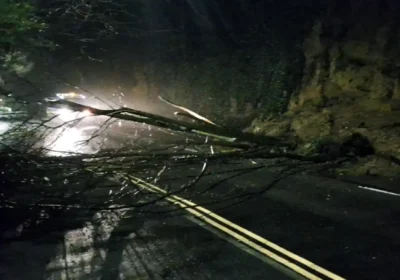 The tree fell on the A30 Hendford Hill, Yeovil, in the early hours of this morning. Picture: Somerset Council