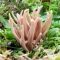 Clavaria calabrica was found on grassland near Radstock
