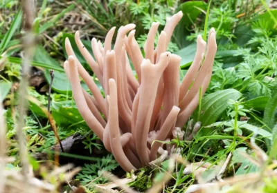 Clavaria calabrica was found on grassland near Radstock