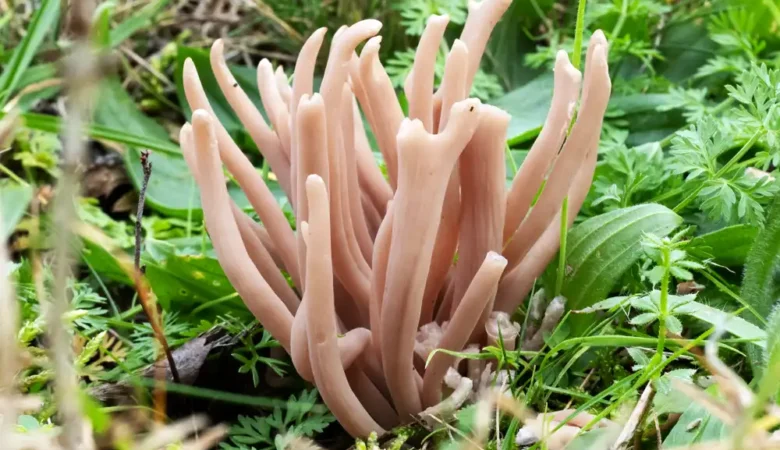 Clavaria calabrica was found on grassland near Radstock