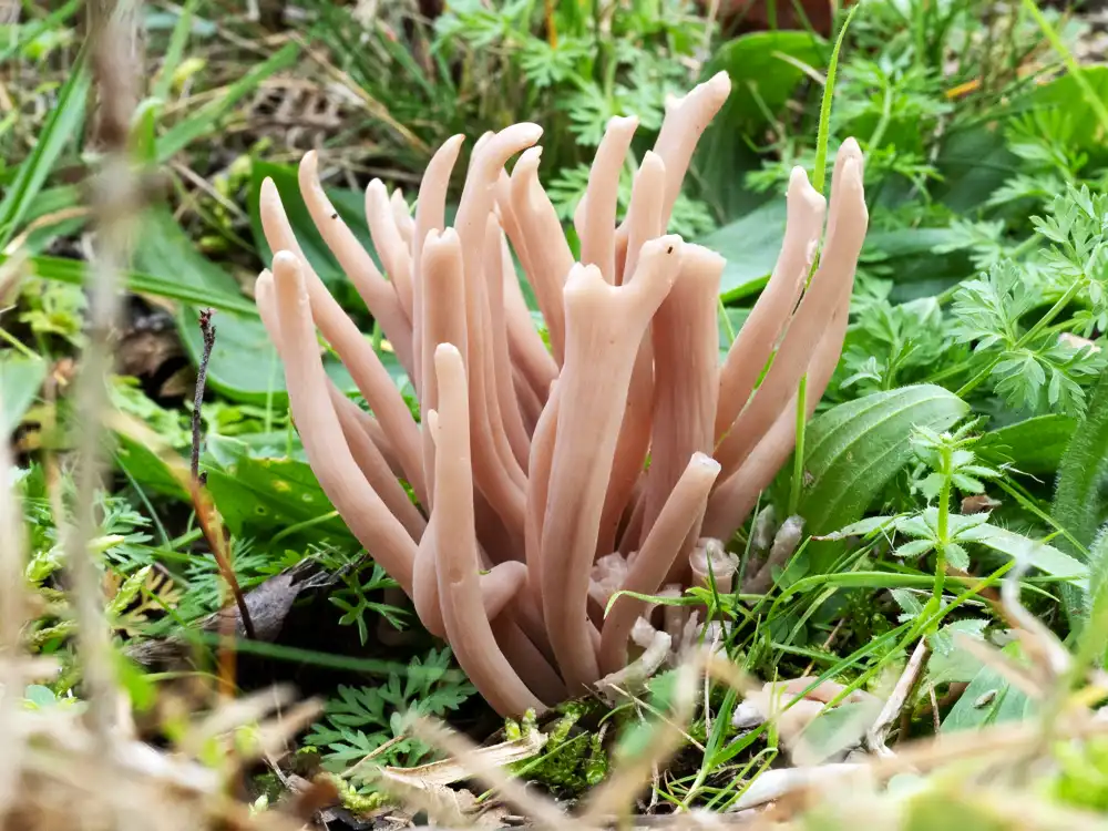 Clavaria calabrica was found on grassland near Radstock