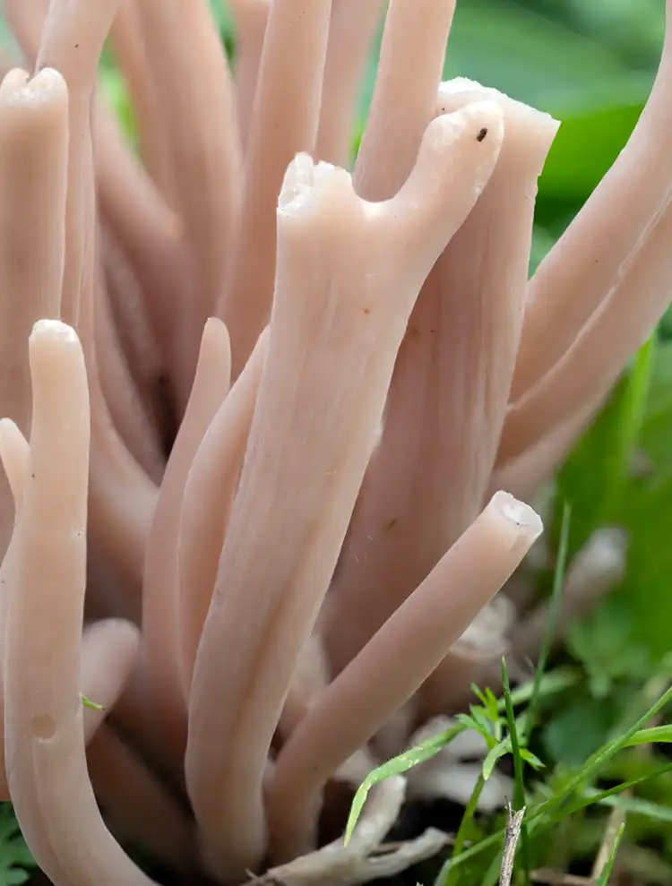 Clavaria calabrica was found on grassland near Radstock